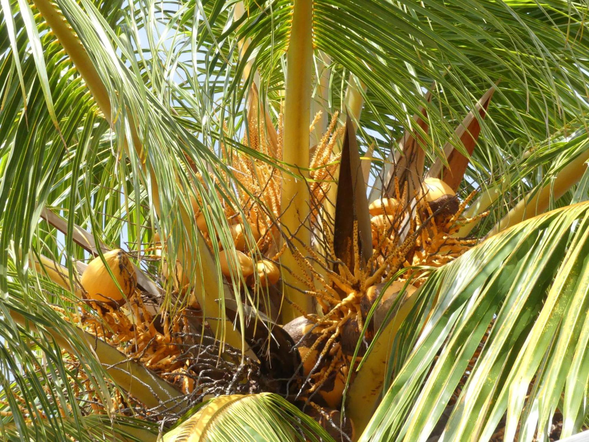 Caraibes Holidays Sainte-Anne Bagian luar foto